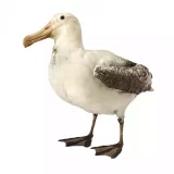 Photo Albatros hurleur