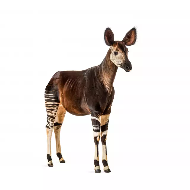 Photo Okapi