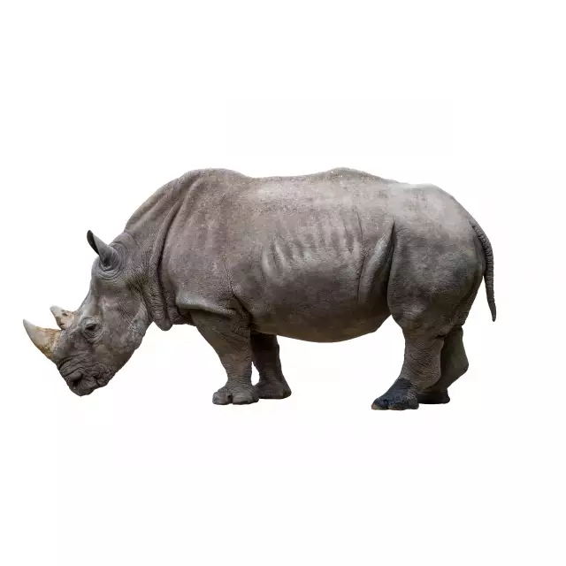 Rhinocéros Noir (Diceros bicornis)