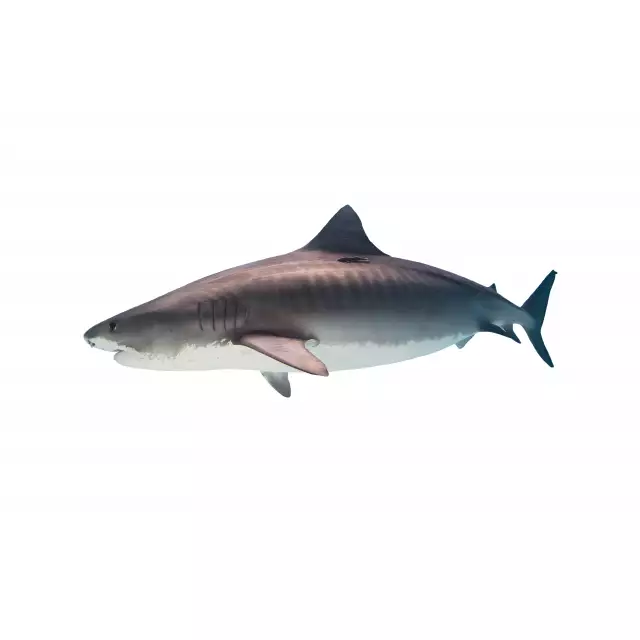Requin Tigre (Galeocerdo cuvier)