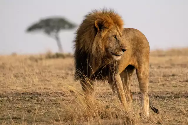 Photo Lion d'Afrique (Panthera leo) #1