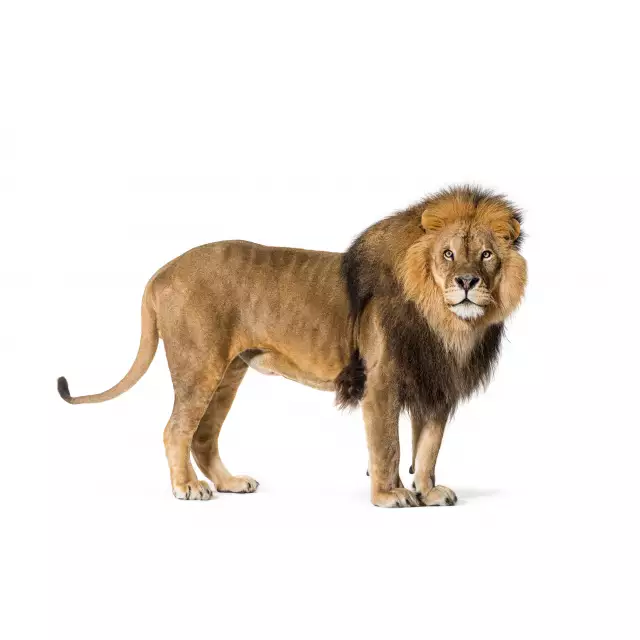 Lion d'Afrique (Panthera leo)