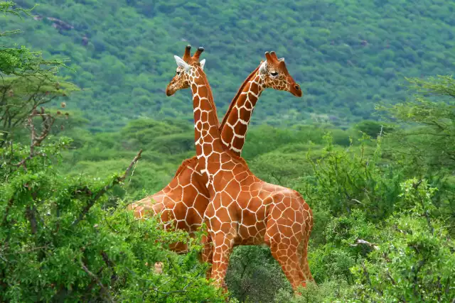 Photo Girafe (Giraffa camelopardalis) #3