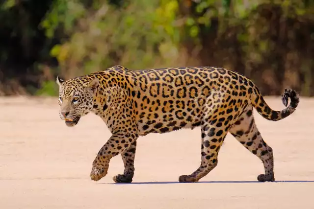 Photo Jaguar (Panthera onca) #3