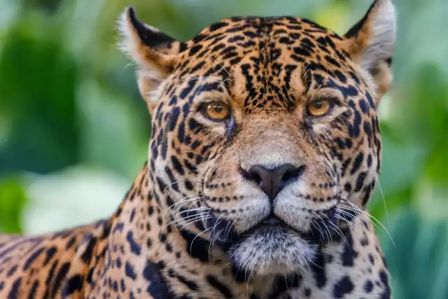 Photo Jaguar (Panthera onca) #2
