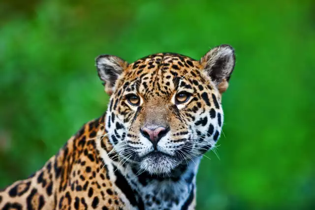 Photo Jaguar (Panthera onca) #1