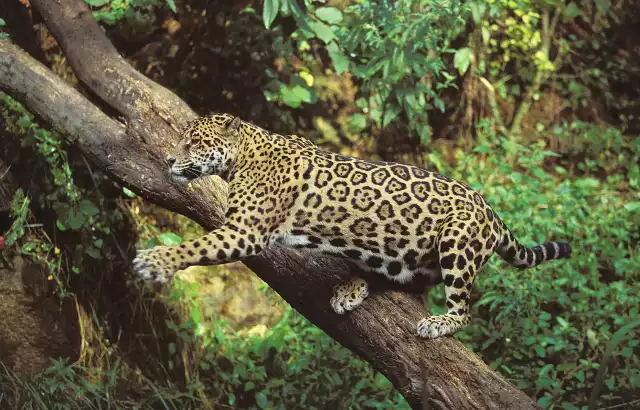 Photo Jaguar (Panthera onca) #1