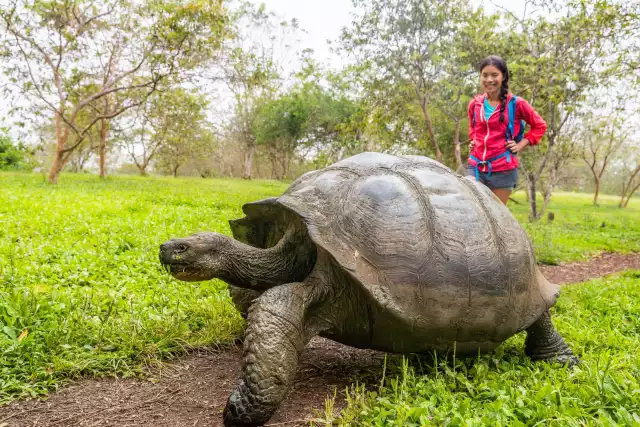 Photo Tortue géante des Galápagos (Chelonoidis nigra) #1