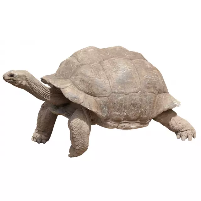 Tortue géante des Galápagos (Chelonoidis nigra)