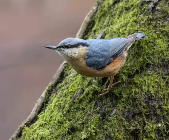 Photo Sittelle torchepot (Sitta europaea) #3