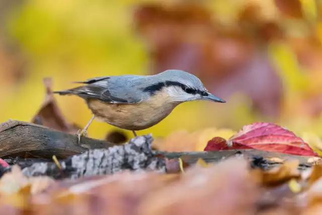 Photo Sittelle torchepot (Sitta europaea) #2