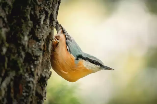 Photo Sittelle torchepot (Sitta europaea) #1