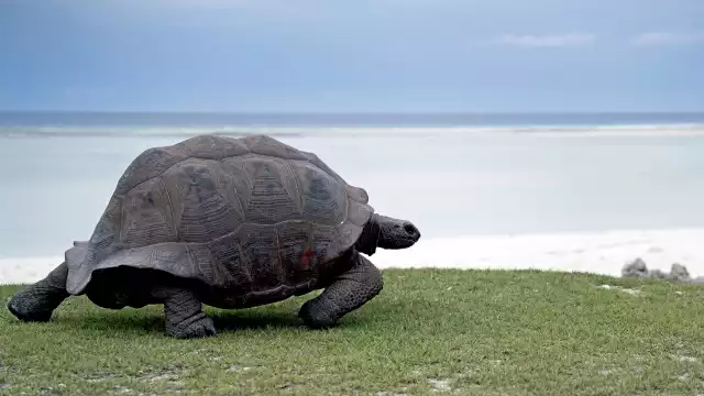 Photo Tortue géante des Seychelles (Aldabrachelys gigantea) #3