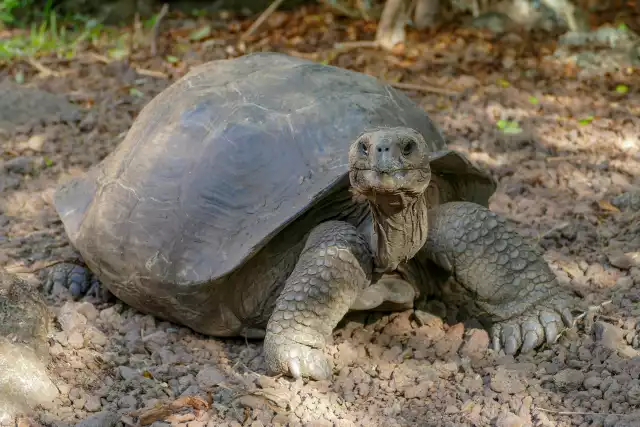 Photo Tortue géante des Seychelles (Aldabrachelys gigantea) #2