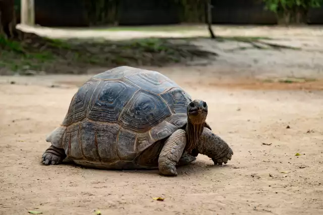 Photo Tortue géante des Seychelles (Aldabrachelys gigantea) #1