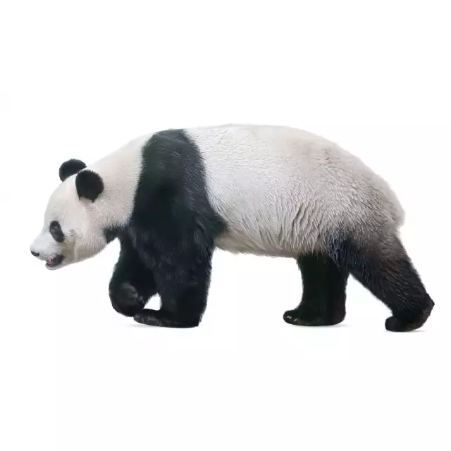 Panda Géant (Ailuropoda melanoleuca)