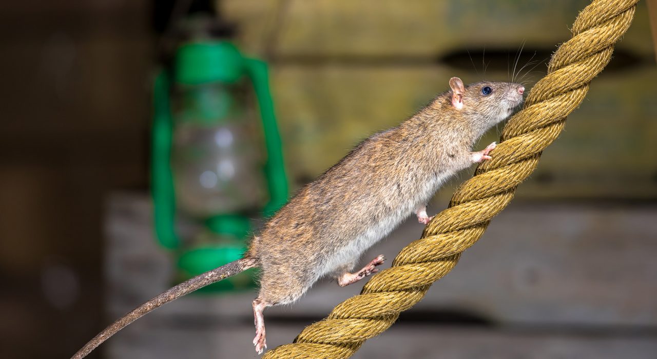 Les Rats : Intelligents et Maîtres de l’Adaptation