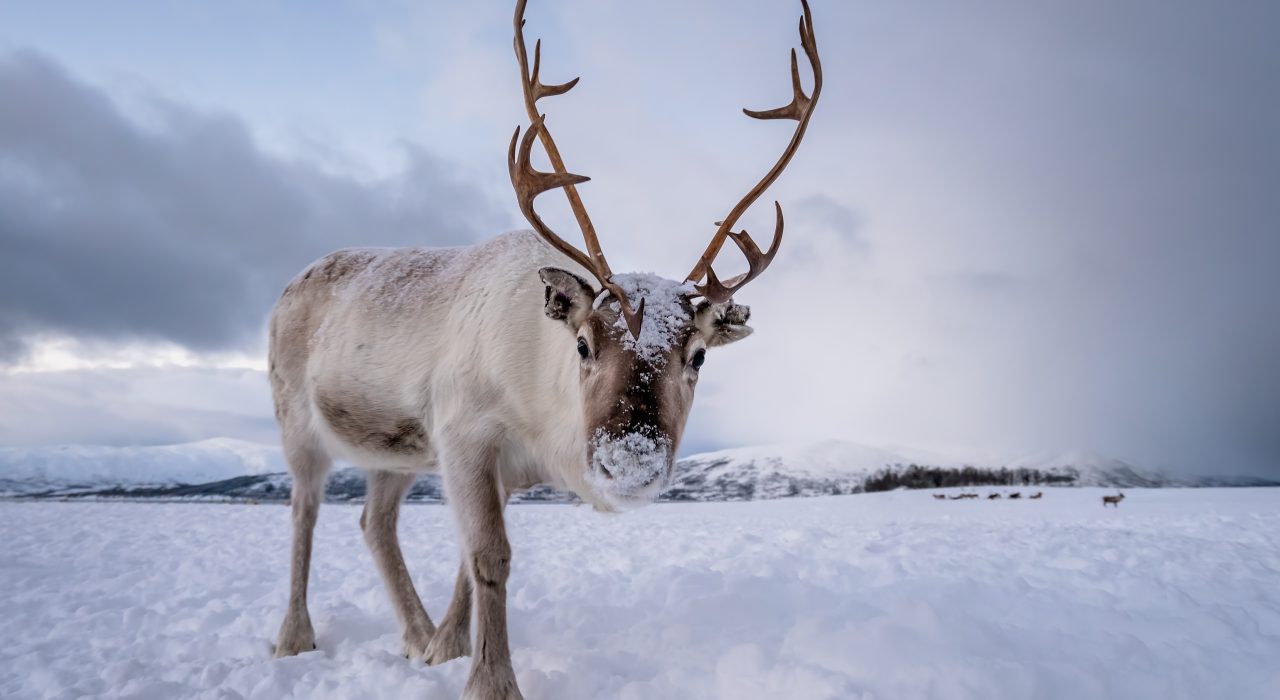 Le Renne : Tout Savoir sur cet Animal des Régions Arctiques
