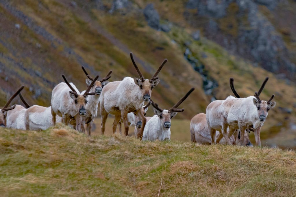 renne sauvage en islande