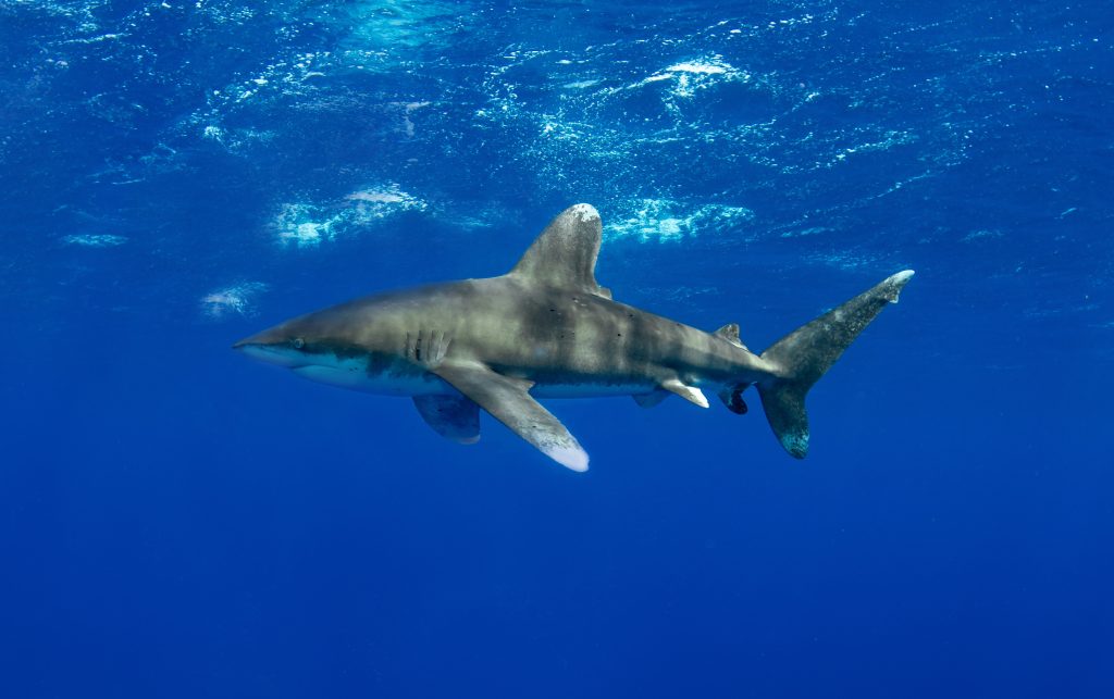 requin longimane