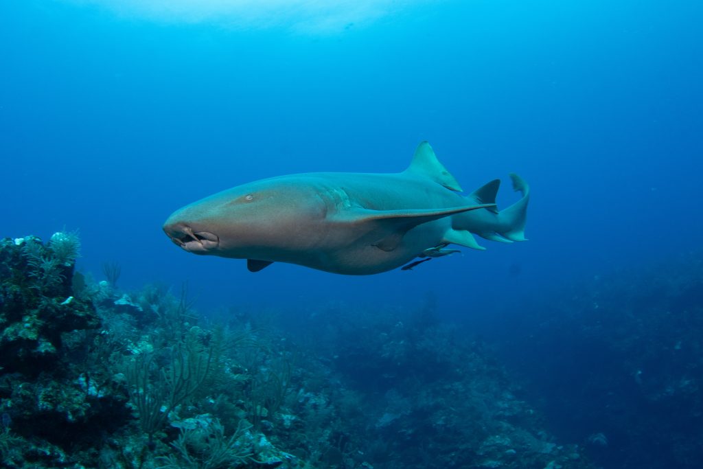 requins-nourrices