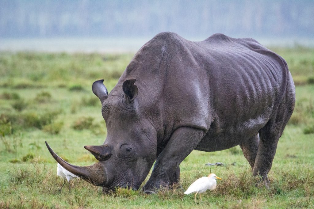 Rhinocéros Noir du Kenya