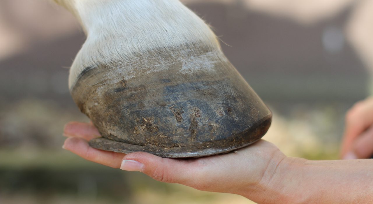 Comment prendre soin des sabots du cheval ?