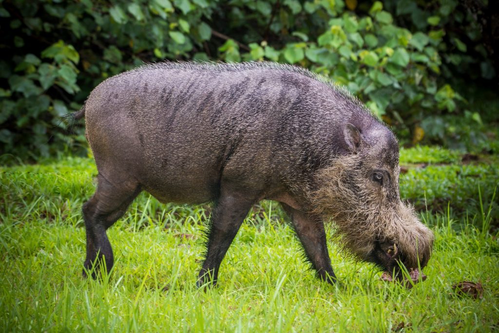 sanglier à barbe