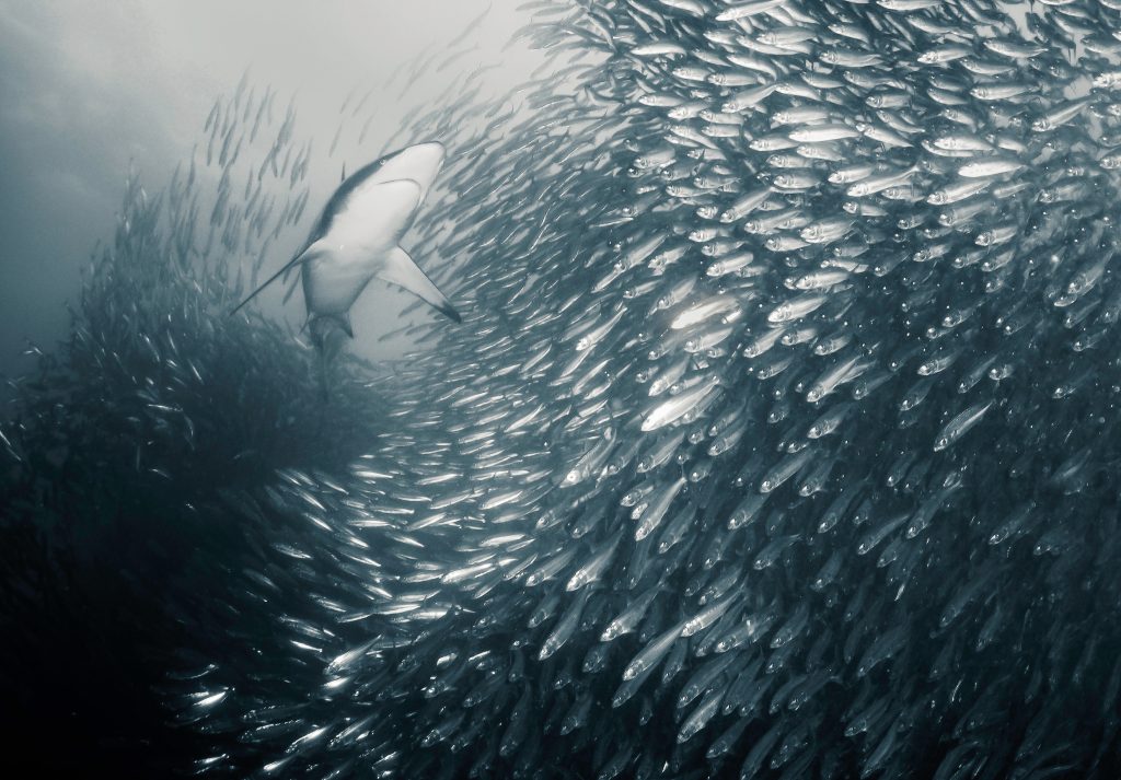 sardine run Afrique du Sud