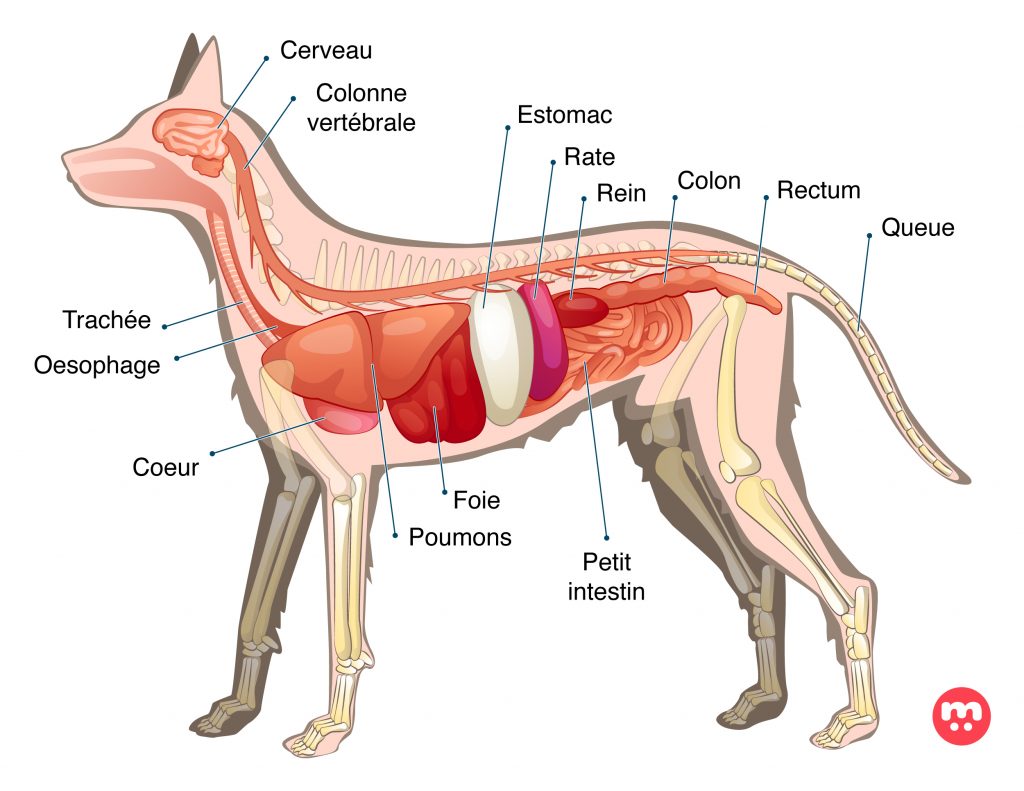 Crise de foie du chien : remèdes, causes…