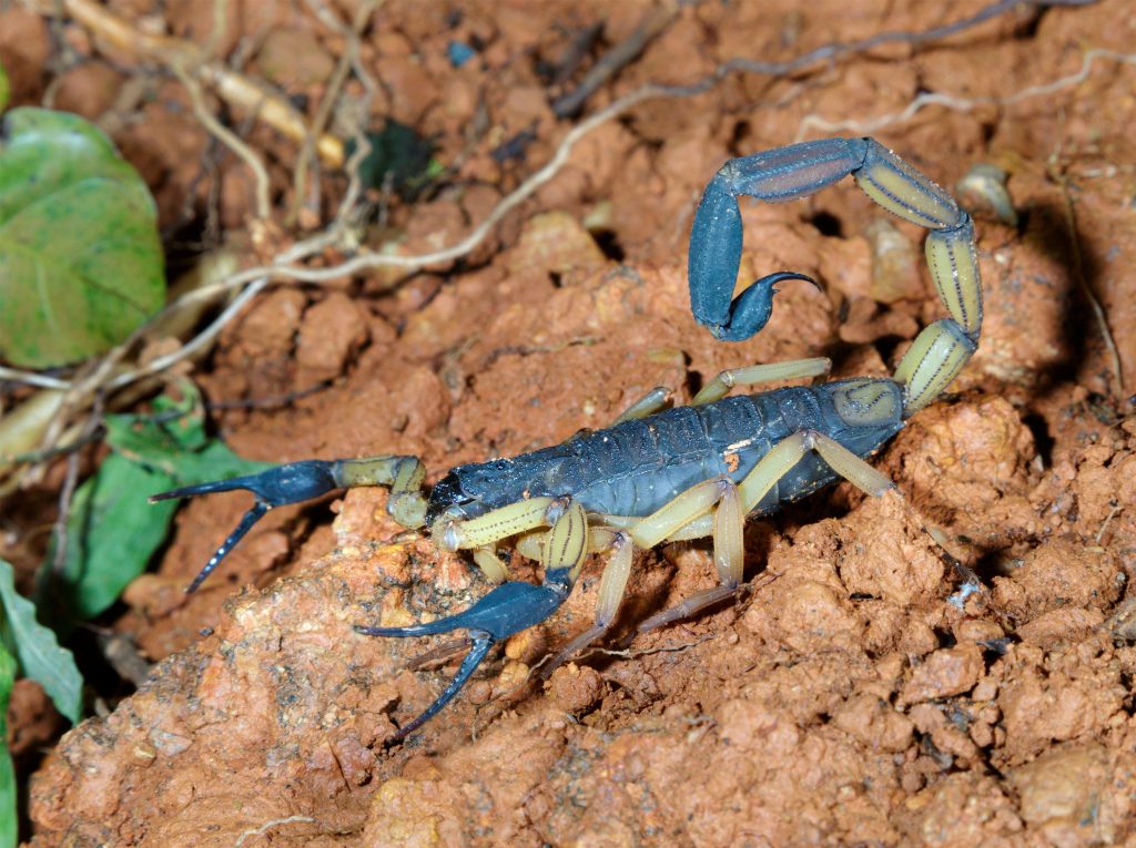 Scorpion bicolore