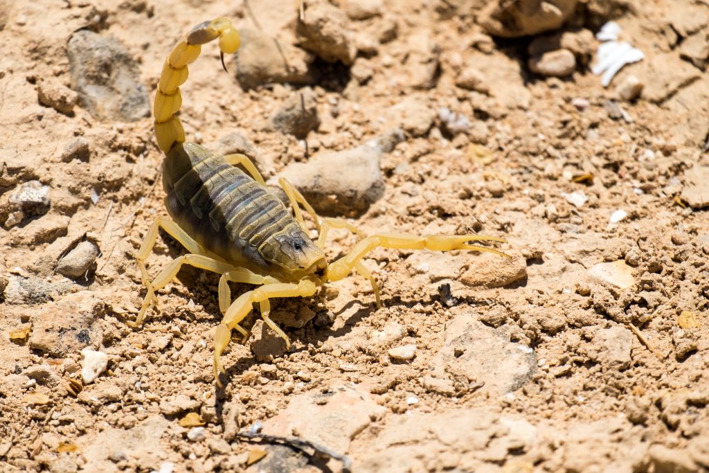 Scorpion rôdeur mortel