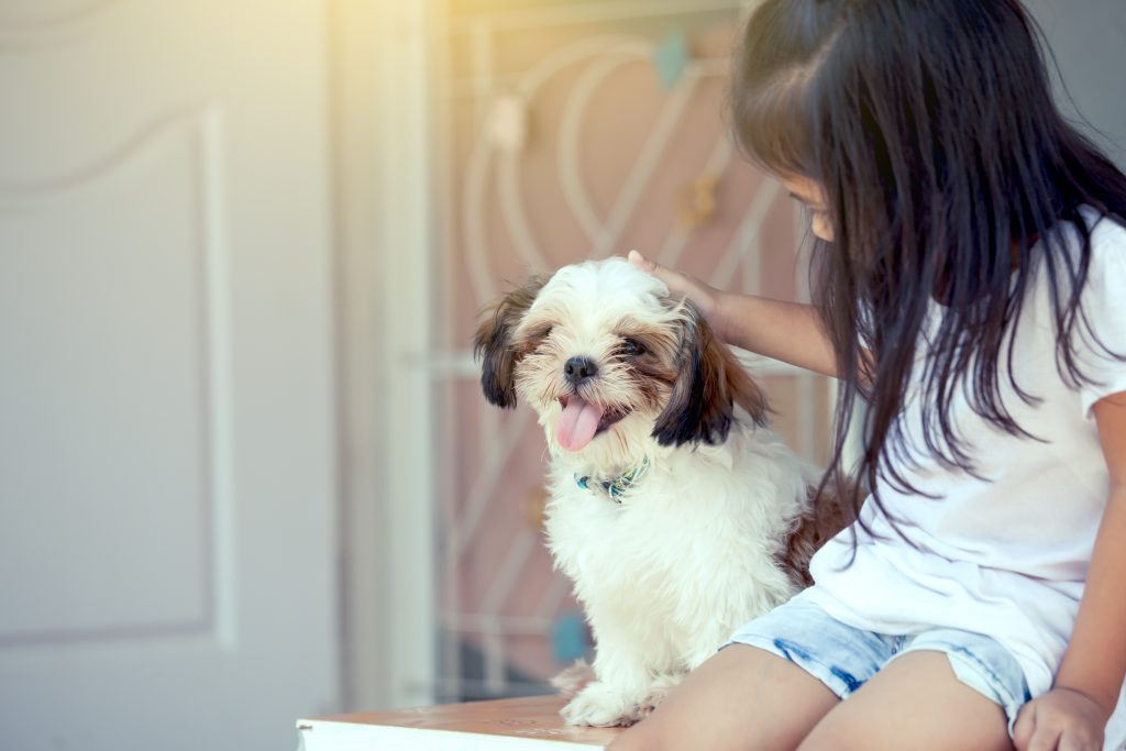 Shih Tzu avec enfant