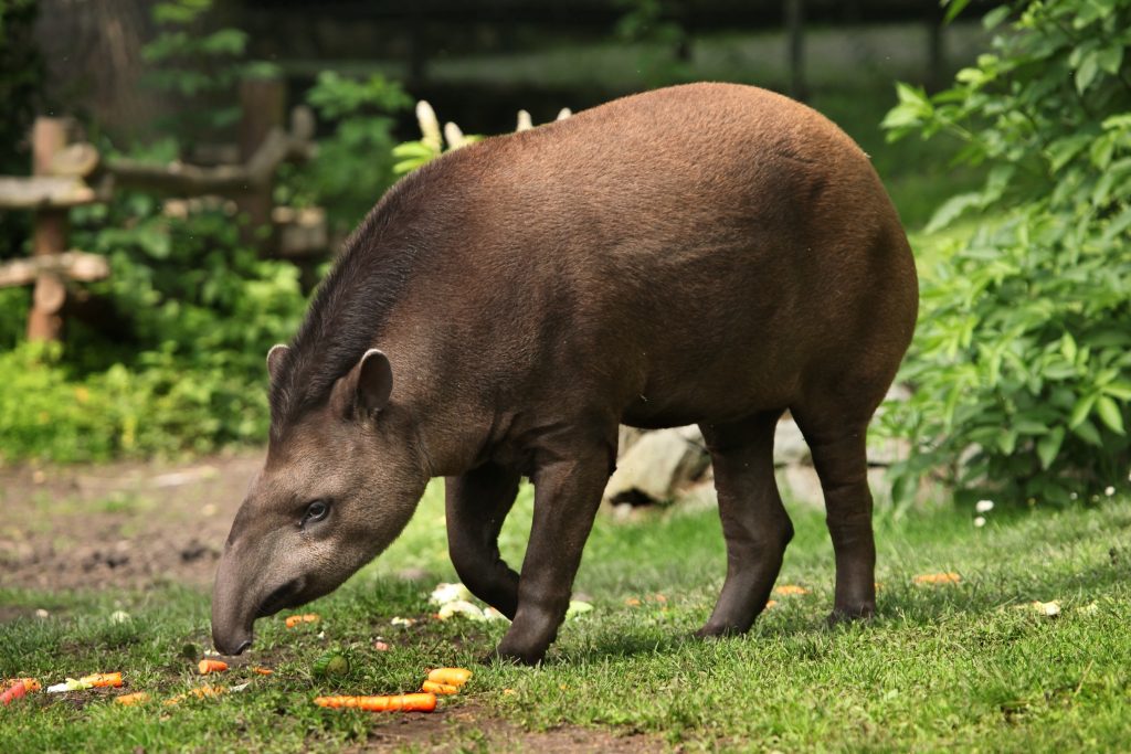 Tapir