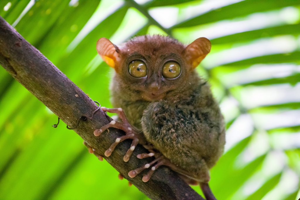 Tarsier