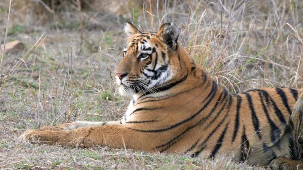 Tigre de Tadoba Andhari