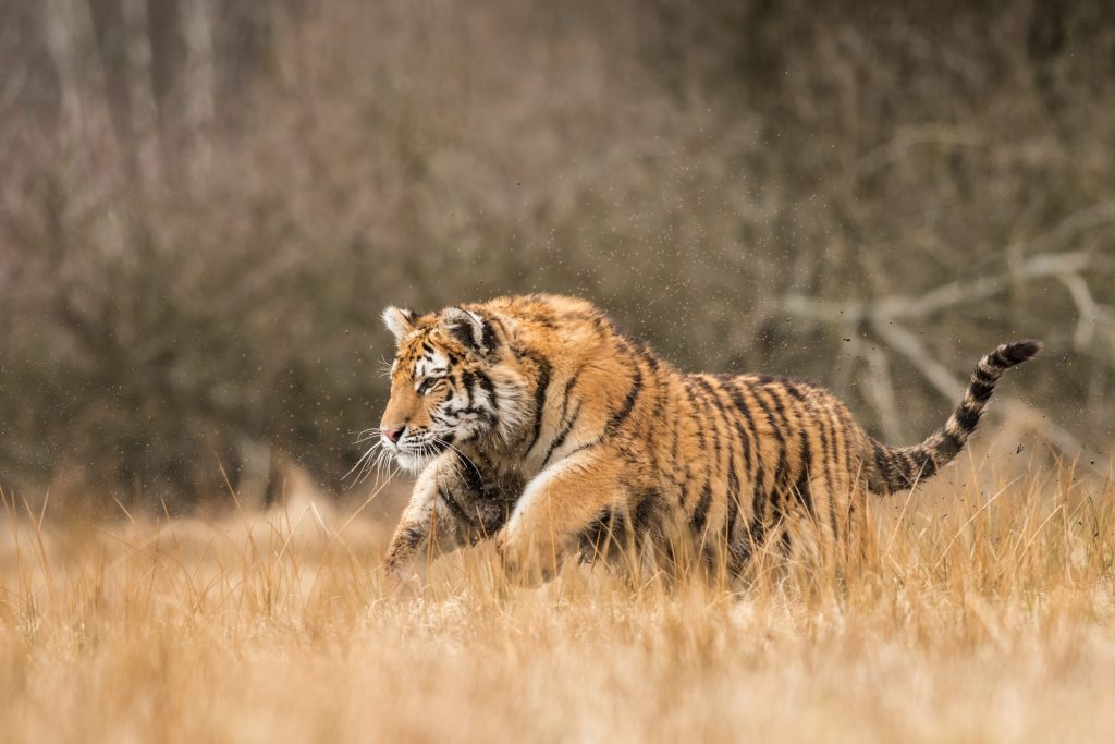 Tigre de Sibérie