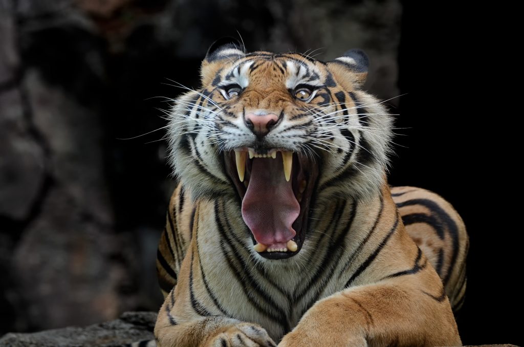 Rugissement tigre