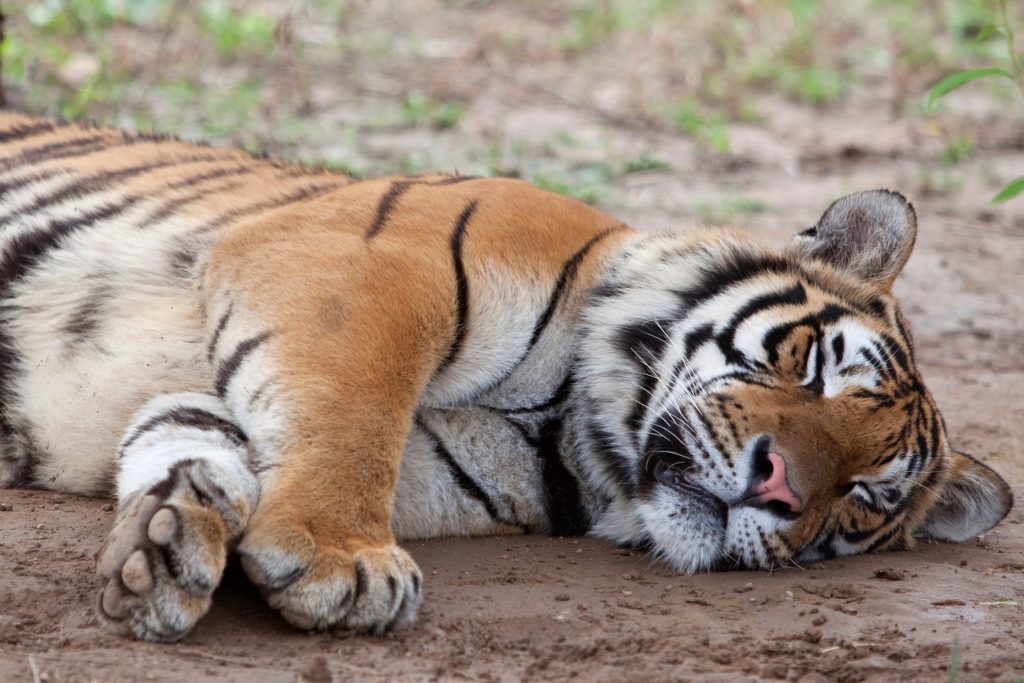 Tigre qui dort
