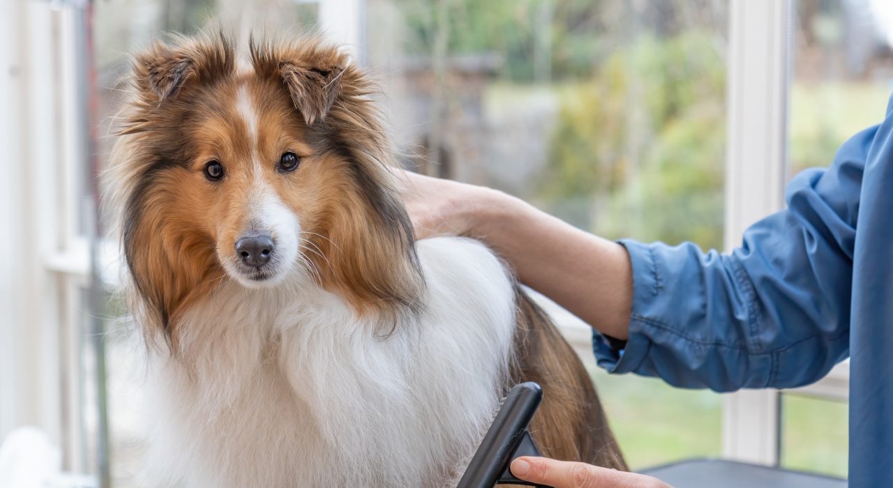 Le toilettage des chiens à poils longs : Astuces et erreurs à éviter