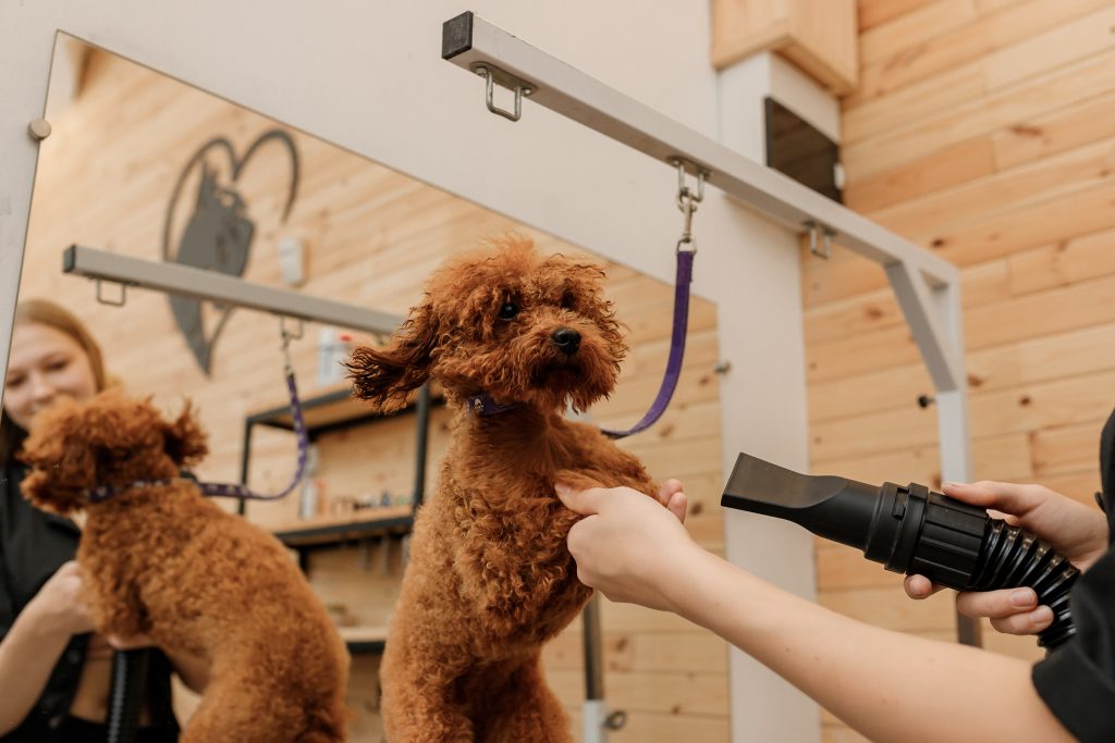 Toiletteur avec un chien