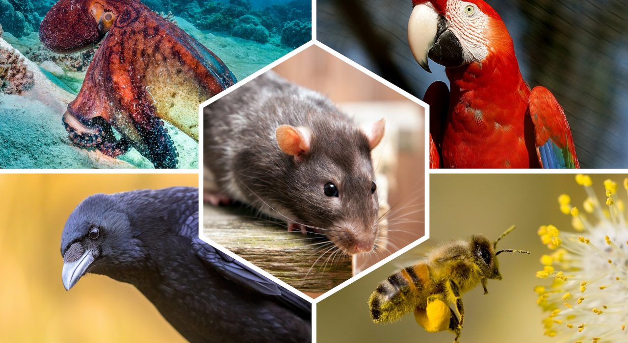 Animaux Intelligents : Top 12 des espèces les plus étonnantes