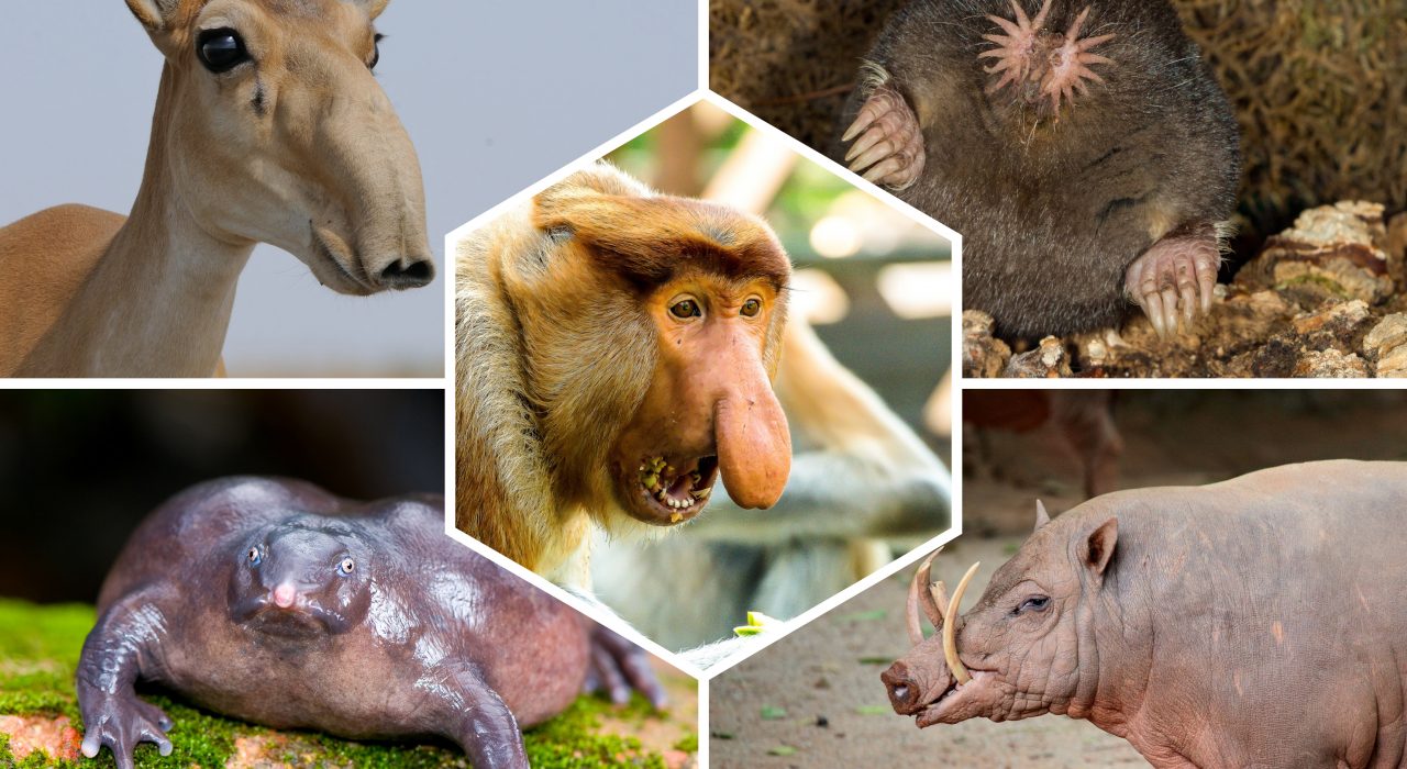 Animaux moches : Top 15 des espèces les plus laides