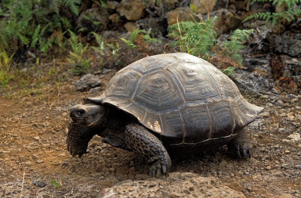 La tortue des Galapagos