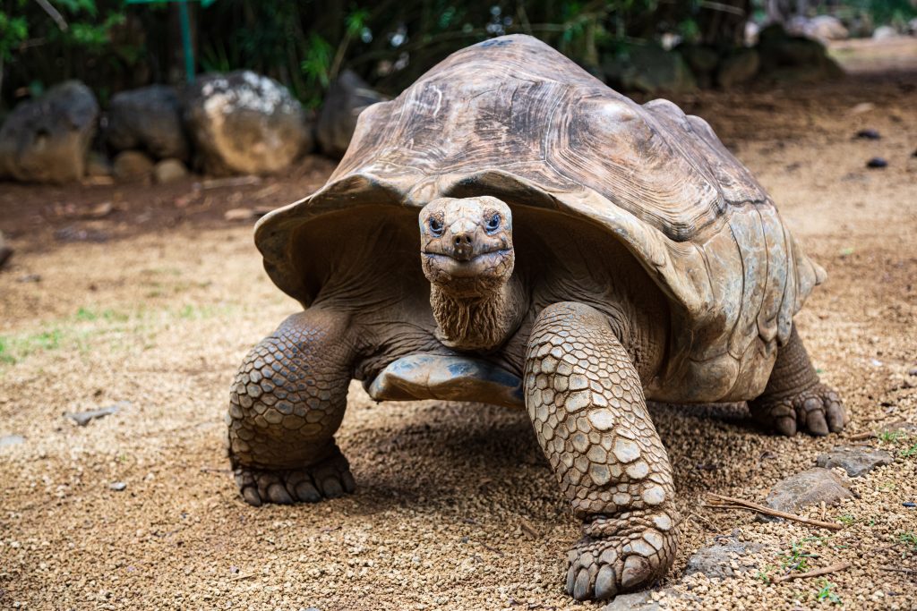 Tortue géante des Galapagos