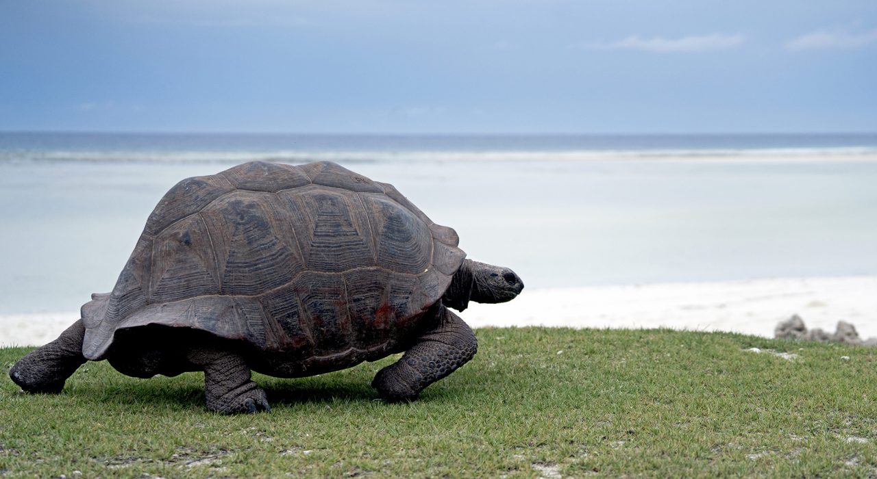 Quels animaux voir sur l’île Maurice ?