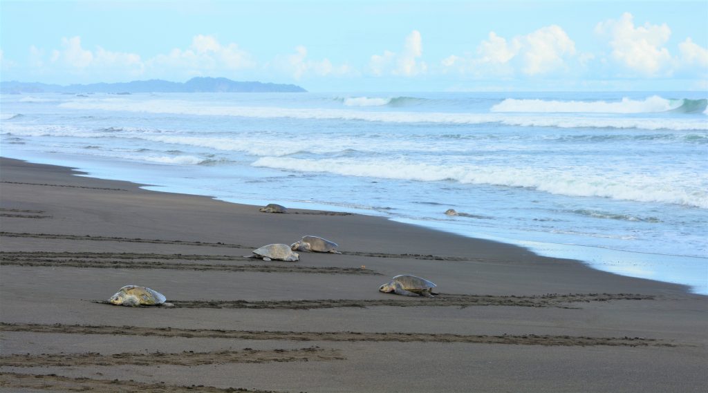 Tortues sur la plage au Costa Rica