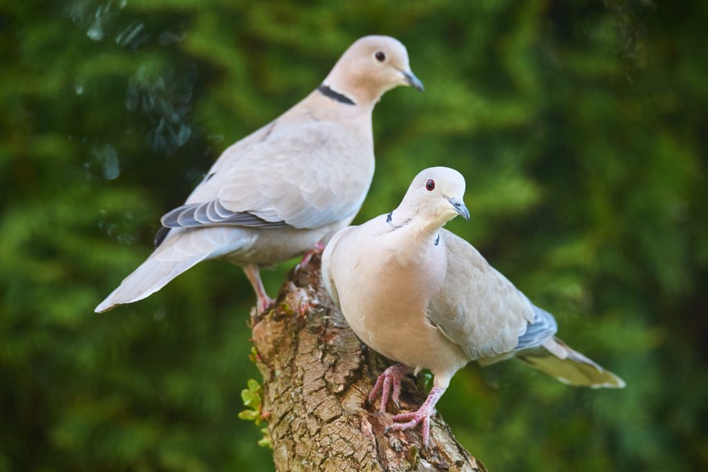 Couple de tourterelles