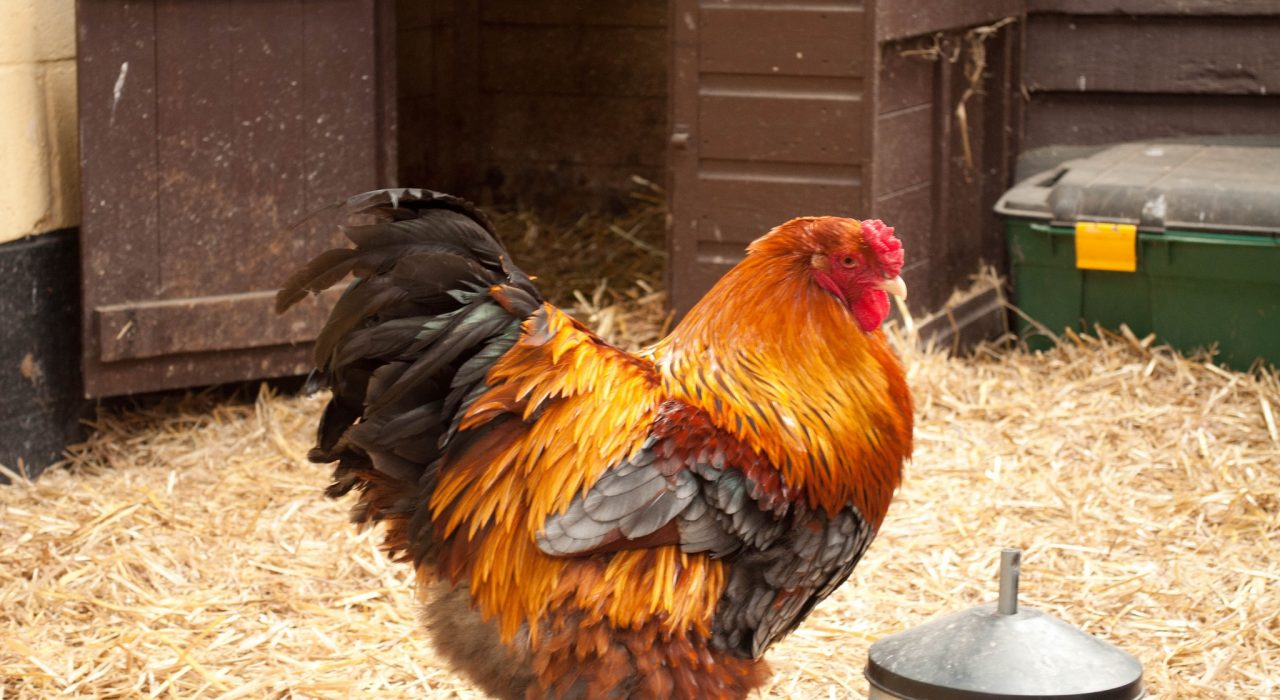 Maladies des poules : causes, symptômes et traitements